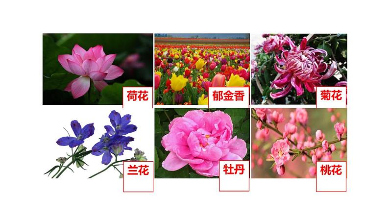 冀教版八年级下册生物 6.1.1被子植物的生殖 课件01