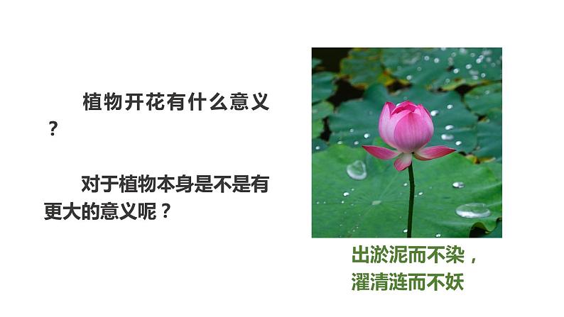 冀教版八年级下册生物 6.1.1被子植物的生殖 课件02
