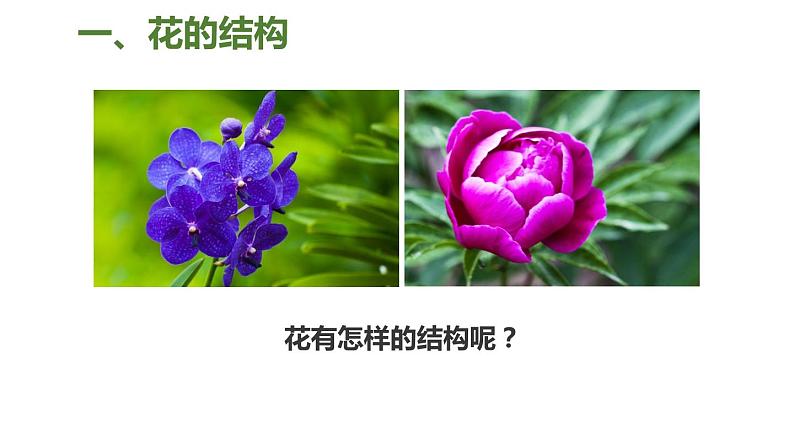 冀教版八年级下册生物 6.1.1被子植物的生殖 课件03