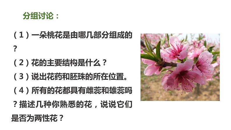 冀教版八年级下册生物 6.1.1被子植物的生殖 课件04
