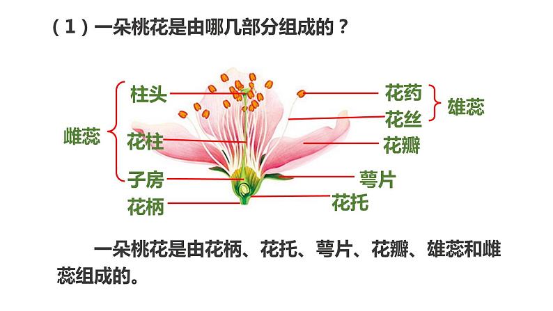 冀教版八年级下册生物 6.1.1被子植物的生殖 课件05