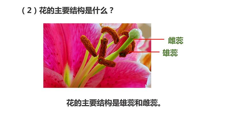 冀教版八年级下册生物 6.1.1被子植物的生殖 课件06