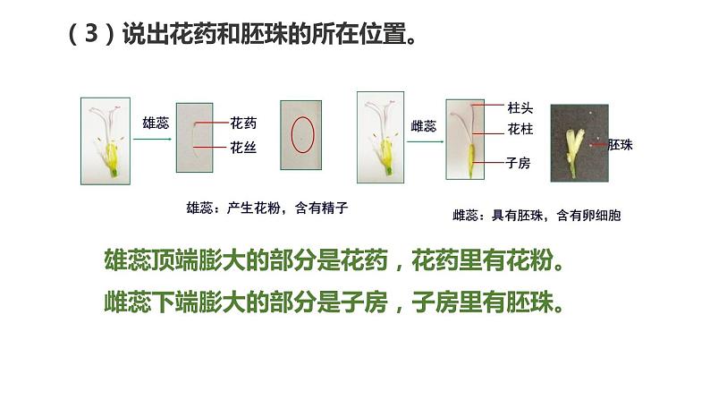 冀教版八年级下册生物 6.1.1被子植物的生殖 课件07