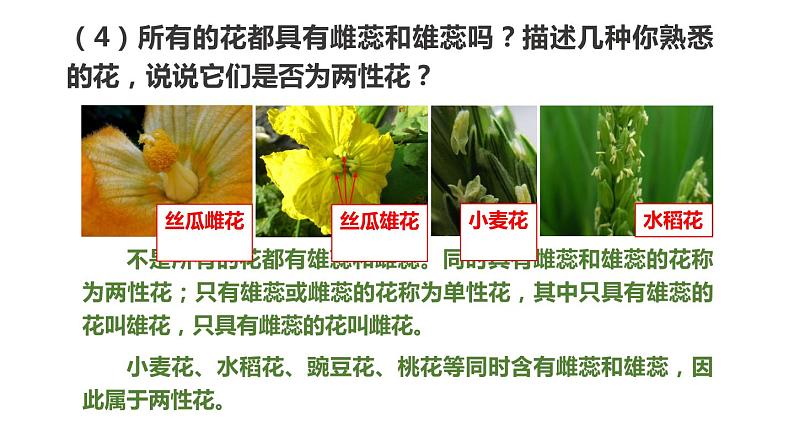 冀教版八年级下册生物 6.1.1被子植物的生殖 课件08