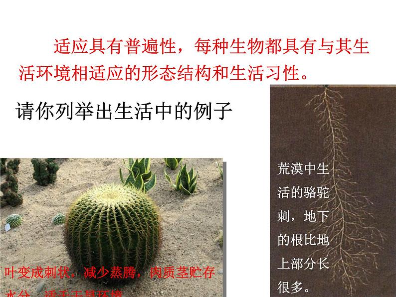 冀教版八年级下册生物 7.1.2生物对环境的适应和影响 课件06