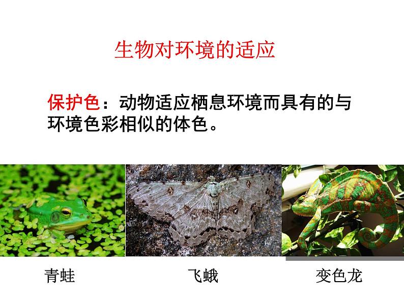 冀教版八年级下册生物 7.1.2生物对环境的适应和影响 课件07