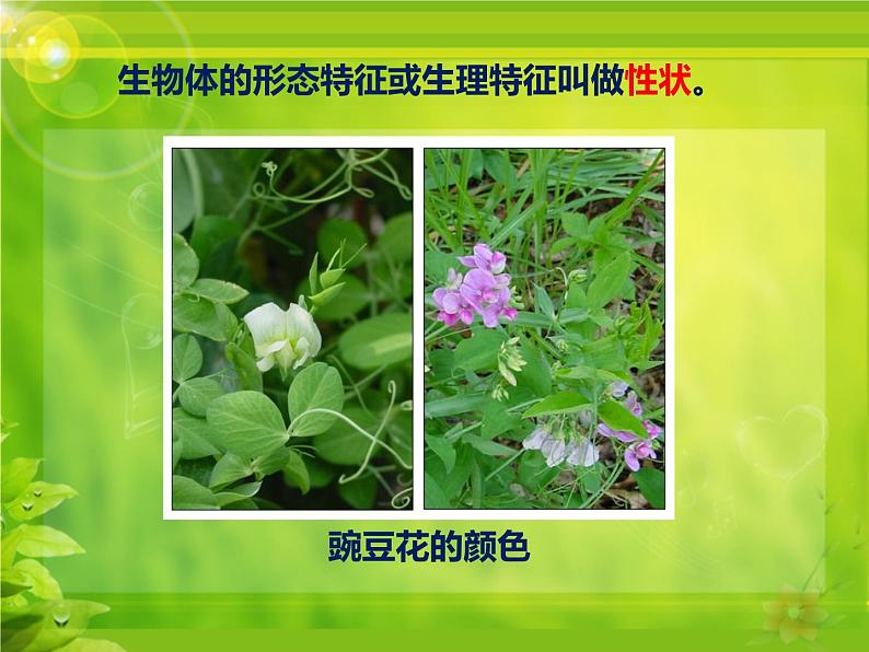冀教版八年级下册生物 6.2.1遗传 课件03
