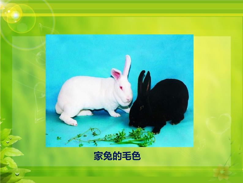 冀教版八年级下册生物 6.2.1遗传 课件04