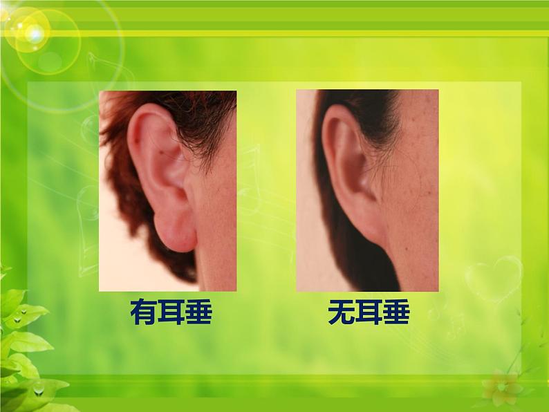 冀教版八年级下册生物 6.2.1遗传 课件08