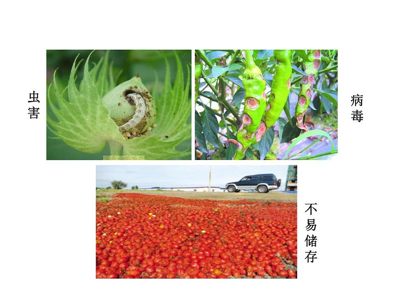 苏教版八年级下册生物 24.1现代生物技术的应用 课件第7页
