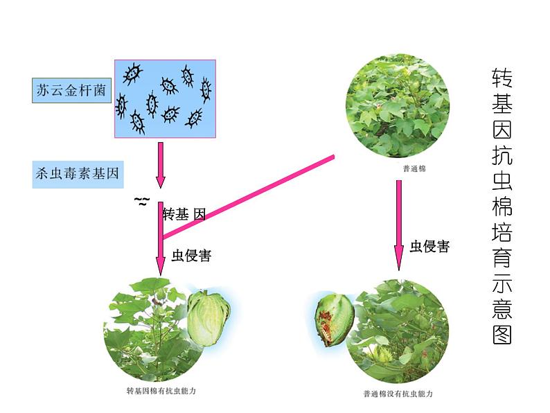 苏教版八年级下册生物 24.1现代生物技术的应用 课件第8页