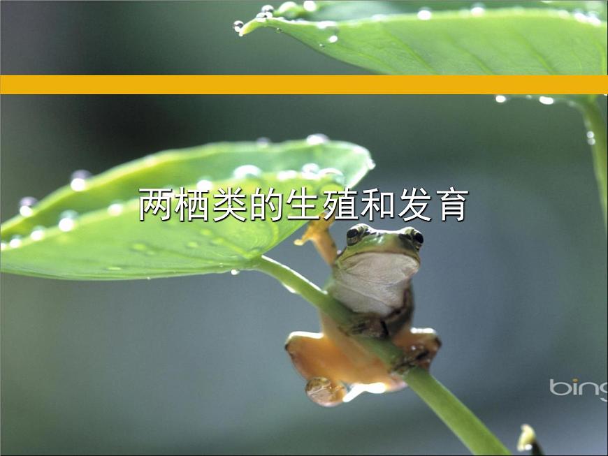 蘇教版八年級(jí)下冊(cè)生物 21.4兩棲類的生殖與發(fā)育 課件第1頁(yè)