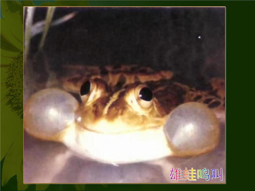 蘇教版八年級(jí)下冊(cè)生物 21.4兩棲類的生殖與發(fā)育 課件第5頁(yè)