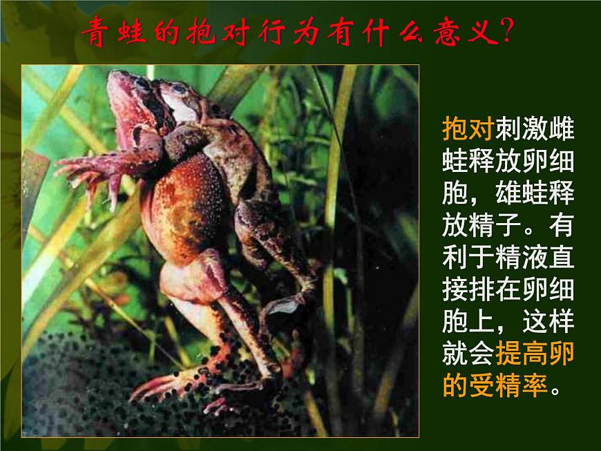 蘇教版八年級(jí)下冊(cè)生物 21.4兩棲類的生殖與發(fā)育 課件第6頁(yè)