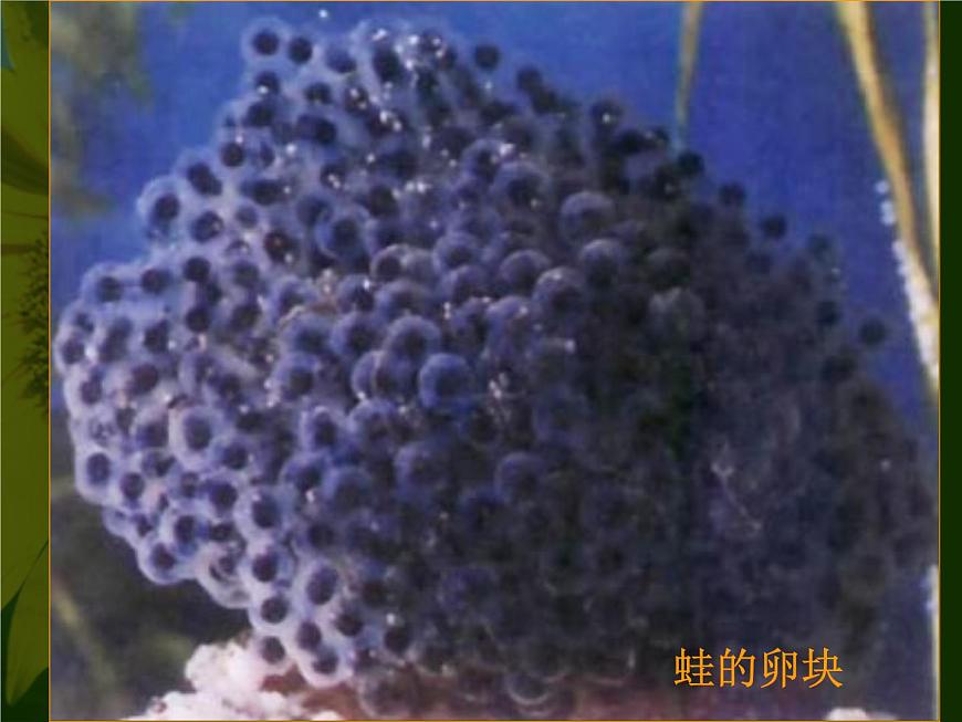 蘇教版八年級(jí)下冊(cè)生物 21.4兩棲類的生殖與發(fā)育 課件第7頁(yè)