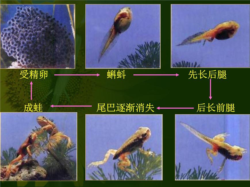 蘇教版八年級(jí)下冊(cè)生物 21.4兩棲類的生殖與發(fā)育 課件第8頁(yè)