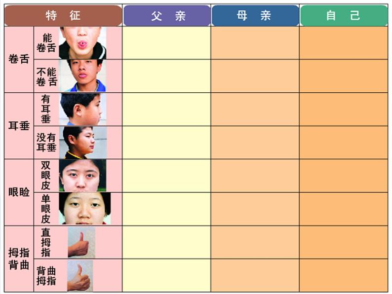 苏科版八年级下册生物 22.1生物的遗传 课件第4页