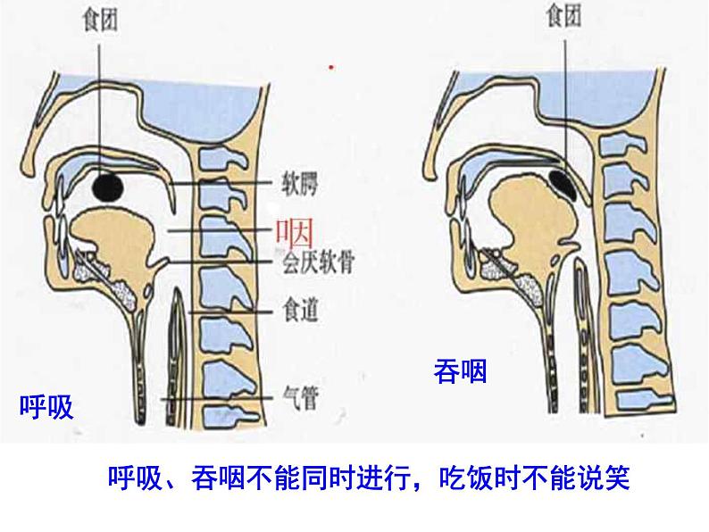 第三章 第一节 呼吸道对空气的处理课件PPT第5页