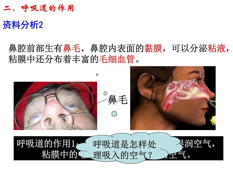 第三章 第一节 呼吸道对空气的处理课件PPT第7页