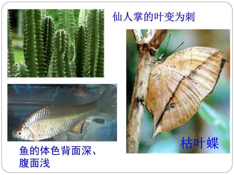 生物与环境的关系课件06