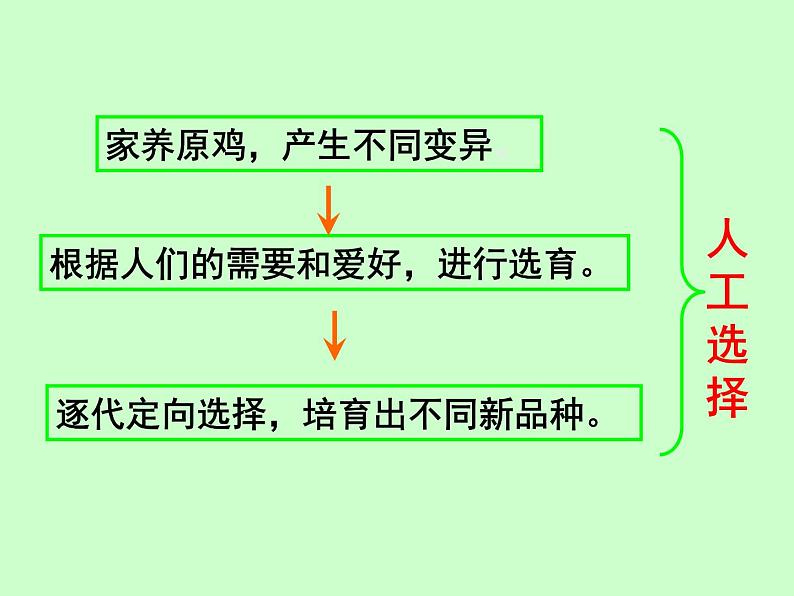 苏科版八下生物 23.3 生物进化的原因 课件06