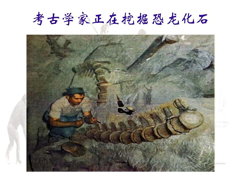 苏科版八下生物 23.2 生物进化的历程 课件第5页
