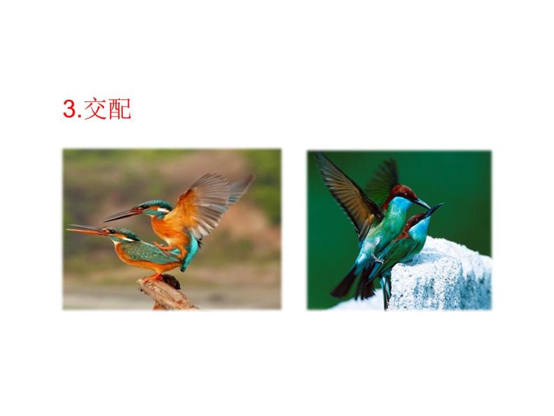 苏教版八下生物 21.5鸟类的生殖与发育 课件05