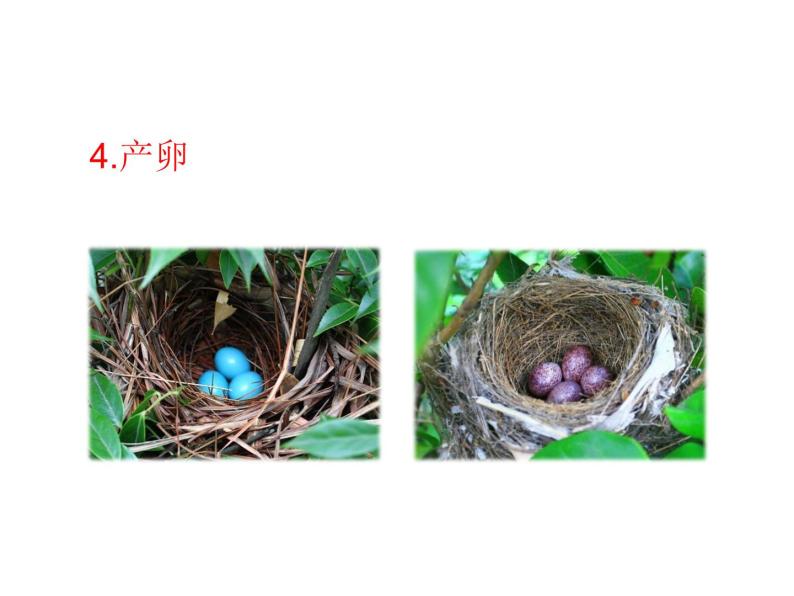 苏教版八下生物 21.5鸟类的生殖与发育 课件06