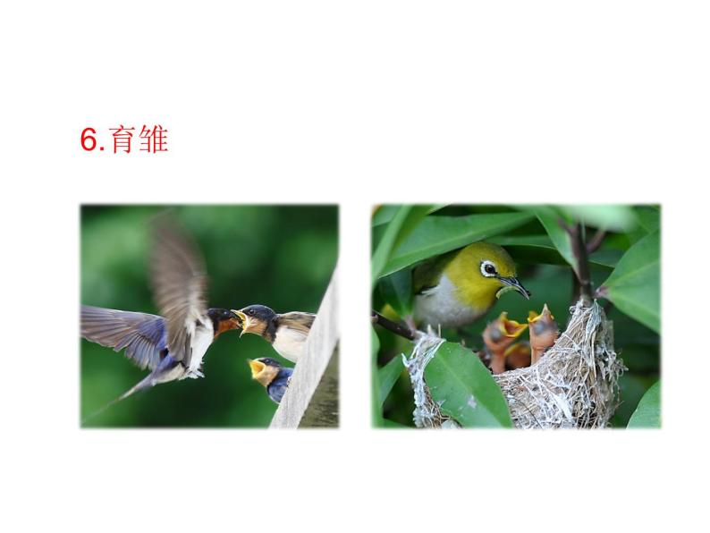 苏教版八下生物 21.5鸟类的生殖与发育 课件08