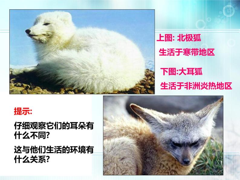 冀教版八下生物 7.1.2生物对环境的适应和影响 课件06