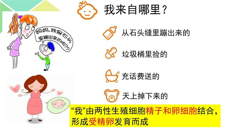 七年级下册第二节《 人的生殖》第3页