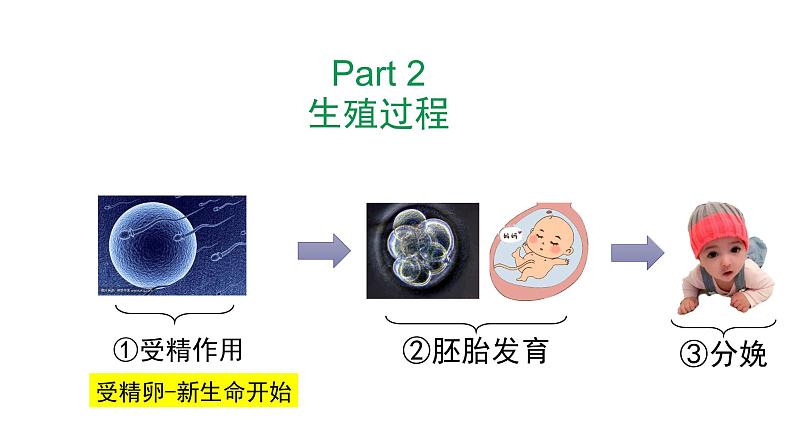 七年级下册第二节《 人的生殖》第8页