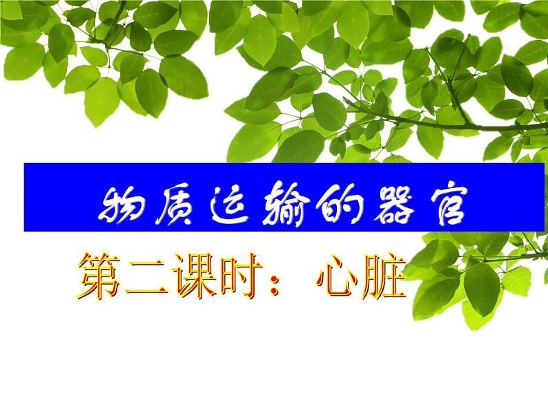 济南版七年级下册生物 3.2物质运输的器官 课件第2页