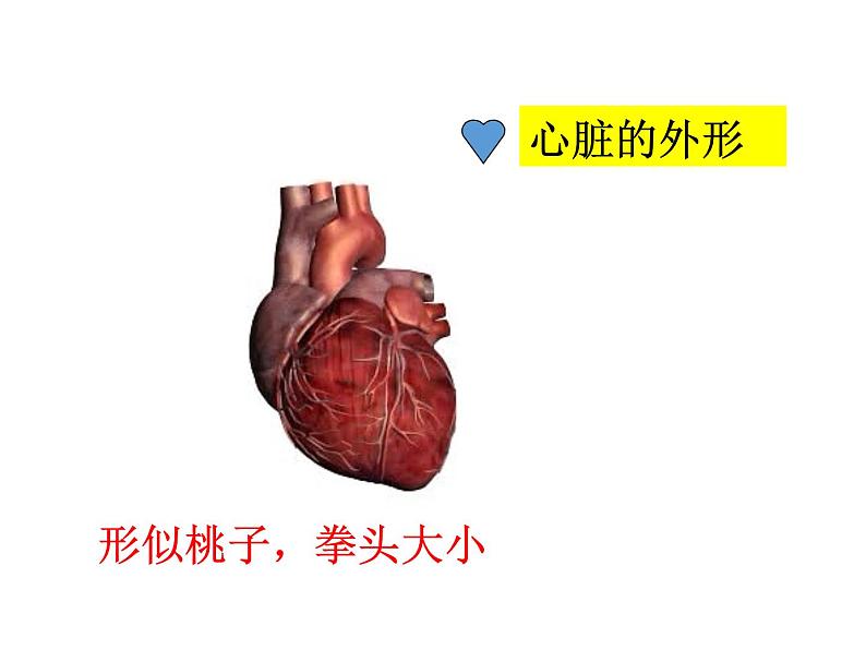 济南版七年级下册生物 3.2物质运输的器官 课件第5页