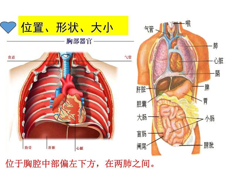 济南版七年级下册生物 3.2物质运输的器官 课件第6页