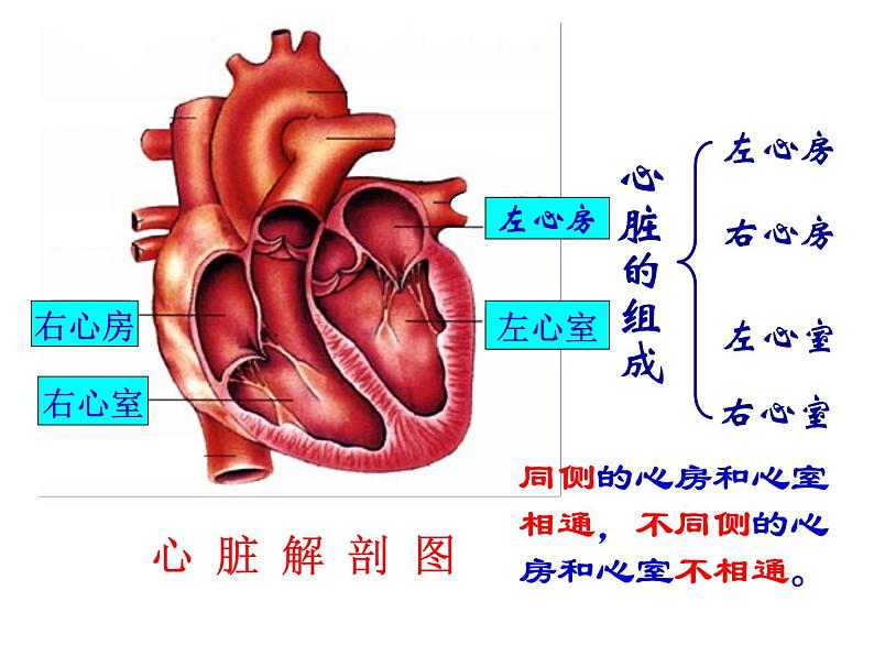 济南版七年级下册生物 3.2物质运输的器官 课件第7页