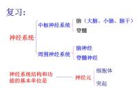 济南版七年级下册第三节 神经调节的基本方式教课课件ppt