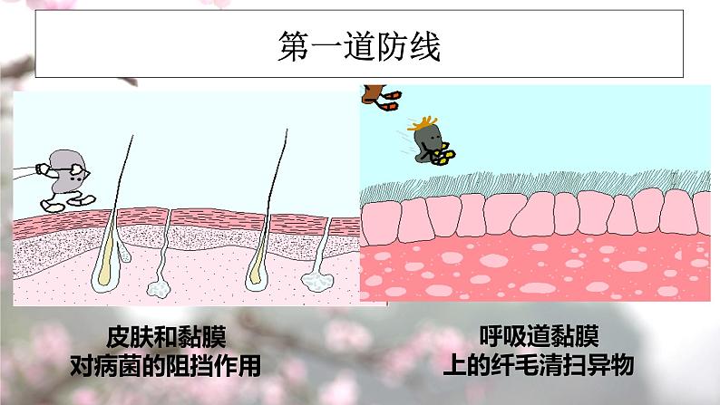 冀教版七年级下册生物 6.1 免疫 课件05