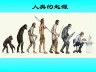 冀教版八年级下册生物  6.3.3人类的起源 课件