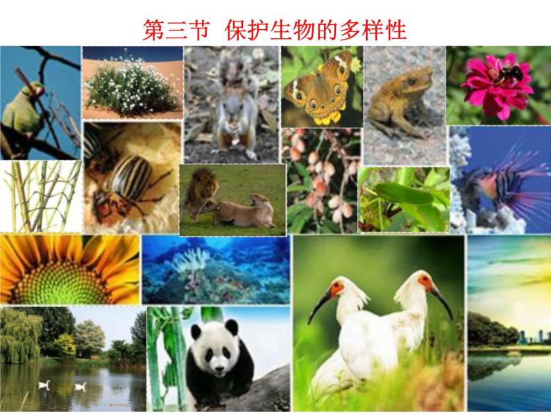 冀教版八年级下册生物  7.3.3保护生物多样性 课件01