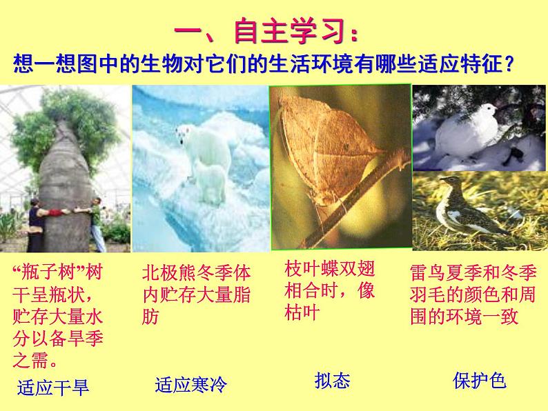 冀教版八年级下册生物 7.1.2生物对环境的适应和影响 课件第3页