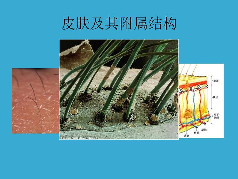 苏教版八年级下册生物 25.3免疫 课件第3页