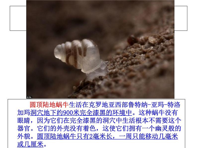 苏科版八年级下册生物 23.1生命的起源 课件第5页