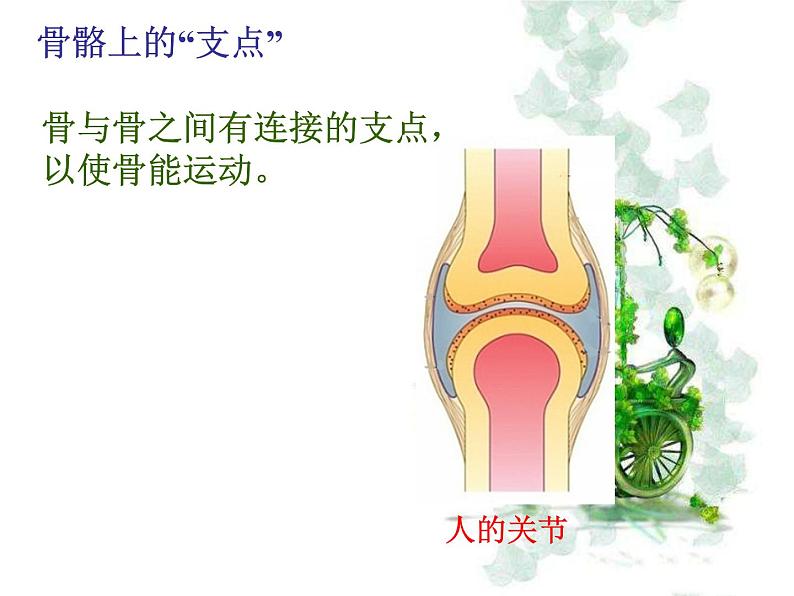 5.2.1动物的运动课件PPT第8页