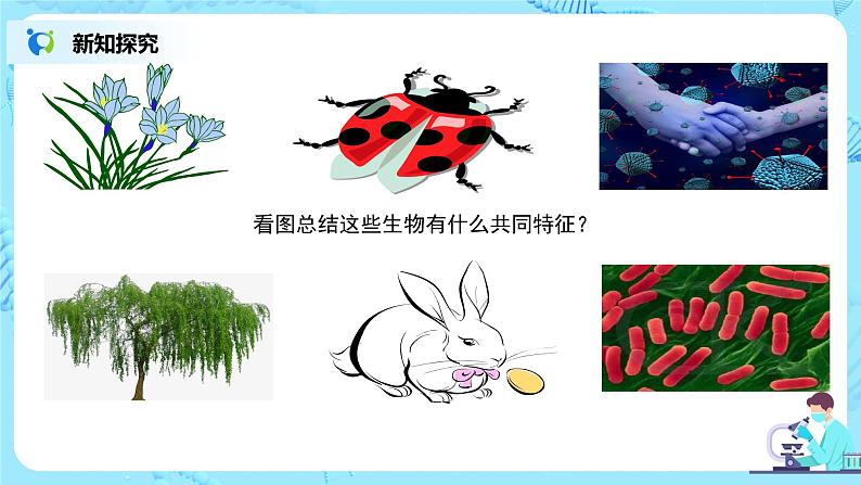1.1.1《生物的特征》课件第8页