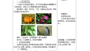 初中生物苏科版七年级下册第5单元 环境中生物的多样性第14章 生物的命名和分类第1节 生物的命名和分类教学设计