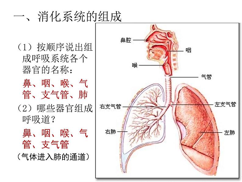 冀教版七年级下册生物 3.1呼吸 课件第3页