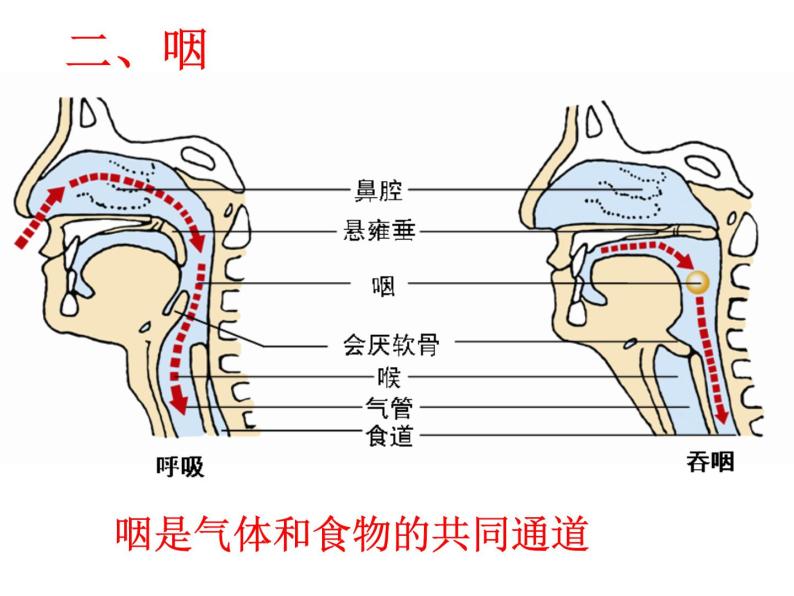 冀教版七年级下册生物 3.1呼吸 课件05