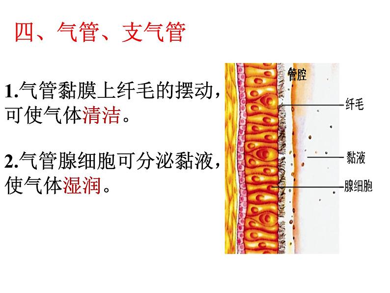 冀教版七年级下册生物 3.1呼吸 课件第7页