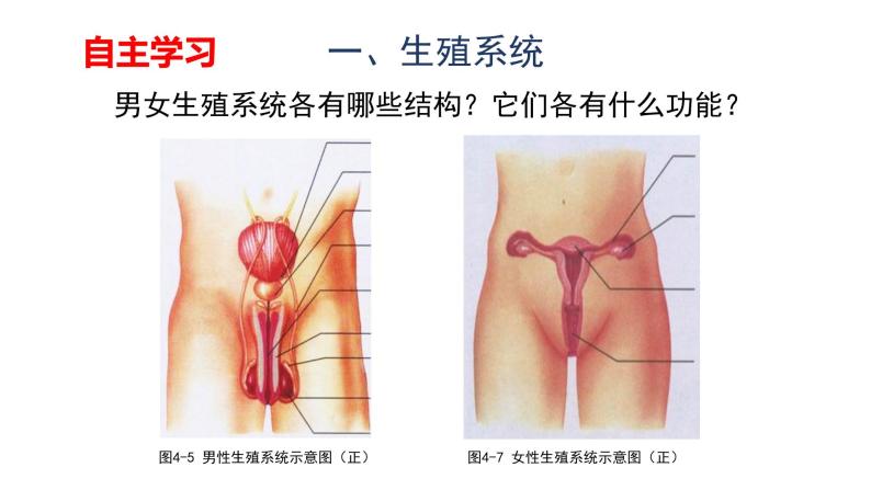 人教版七年级生物下册4.1.2《人的生殖》课件05